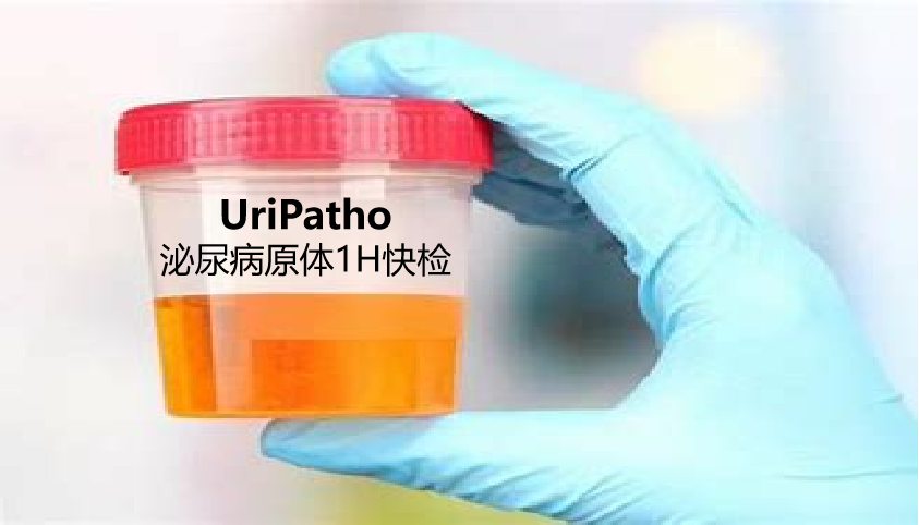 uriPatho，泌尿感染病原谱