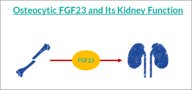 重大突破！研发FGF23项目，精准诊断CKD及CKD-MBD